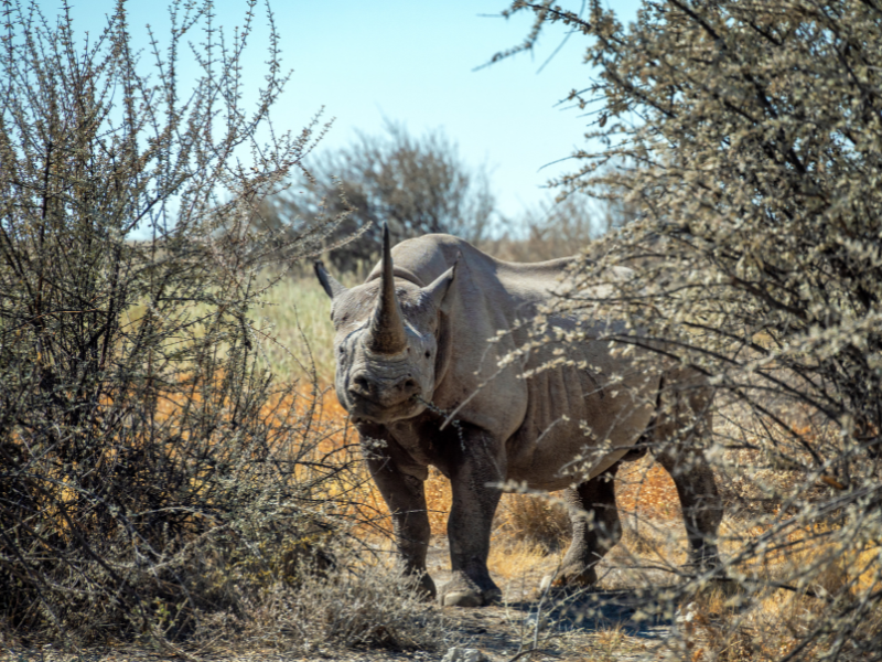 The Best of Namibia — 18